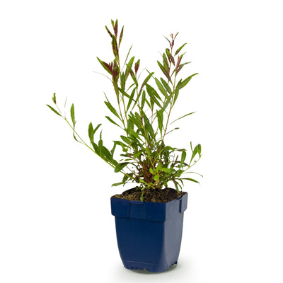 Green boutiQ - Perennial - Gaura lindh. Whirling Butterflies - Beeblossom - Bee and Butterfly Magnet - White - 1 Plant - Pot 11cm - Height 15-25cm