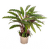 Calathea Rufibarba Ø17cm - Samtige Blätter & Geheimnisvolle Bewegung Bild 3