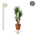 Verzweigte Yucca Elephantipes - 190 cm - Ø55 cm Bild 2