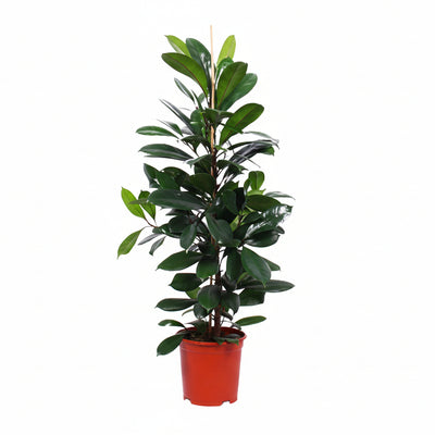 Ficus Cyathistipula Zimmerpflanze, 105cm Höhe, Ø21cm Topf
