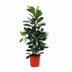 Ficus Cyathistipula Houseplant, 105cm height, Ø21cm pot Bild 1