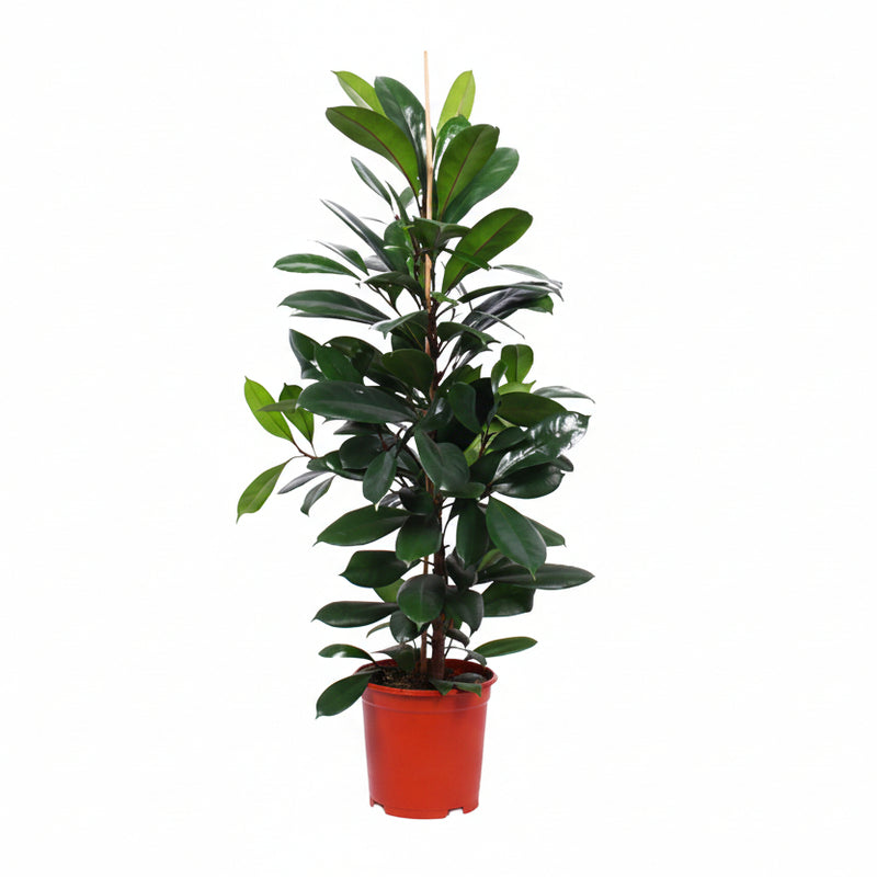 Ficus Cyathistipula Houseplant, 105cm height, Ø21cm pot