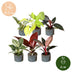 Baby Philodendron Family Set (6 Sorten) - bunte Blätter, Ø6cm Bild 5