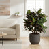 Codiaeum Magnificent (Croton) - Ø27cm - ↕110cm - Tropische Schönheit für Ihr Zuhause Bild 3