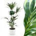 Green boutiQ Kentia-Palme (Howea Forsteriana) - 120-130cm - Weißer Topf Bild 1