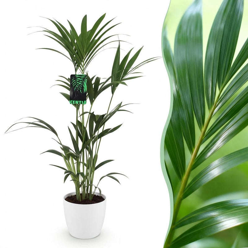 Green boutiQ Kentia-Palme (Howea Forsteriana) - 120-130cm - Weißer Topf