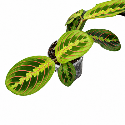 Maranta Fascinator Tricolor - Tropische Zimmerpflanze Ø6cm