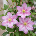 Clematis Piilu - Romantische Weiß-Rosa Kletterpflanze, Ø9cm Bild 3