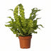 Asplenium Crispy Wave - 12cm Topf - 25cm Höhe Bild 1