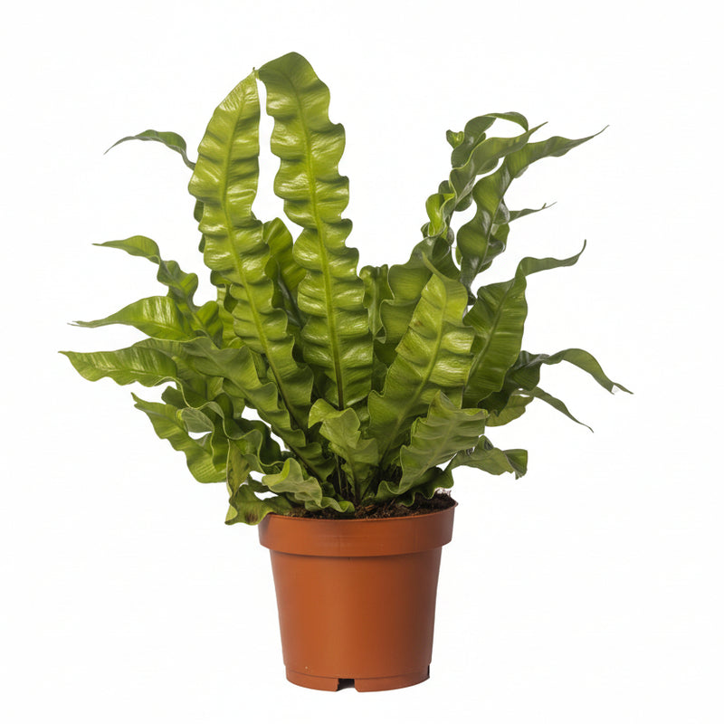Asplenium Crispy Wave - 12cm Topf - 25cm Höhe