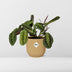 Maranta Leuconeura 'Fascinator' Tricolor, Topf ELHO Vibes 14cm gelb Bild 3