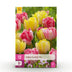 GreenboutiQ Tulpenzwiebeln Foxtrot Mix, 12 Stück, XXL, Verschiedene Farben Bild 1