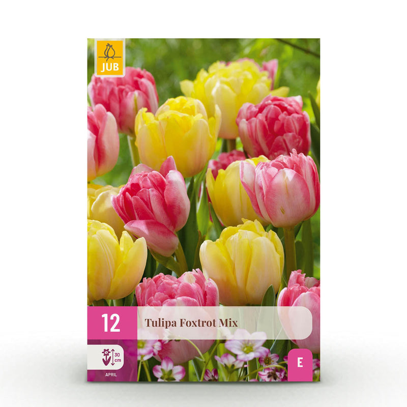 GreenboutiQ Tulpenzwiebeln Foxtrot Mix, 12 Stück, XXL, Verschiedene Farben