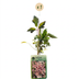 Clematis 'Marjorie' – Rosa Kletterpflanze, Ø9cm, Höhe 35cm Bild 2