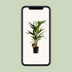 Howea Forsteriana Kentia Palme - Ø19cm Topf, 100cm hoch Bild 5