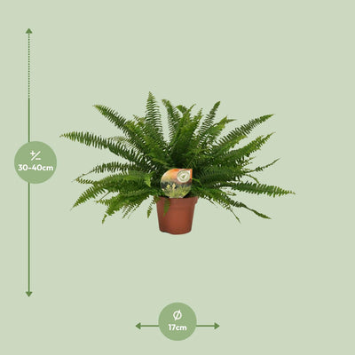 Nephrolepis Green Lady (Boston-Farn) - Ø17cm - ↕40cm