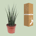 Sansevieria Fernwood Mikado - pflegeleichte Zimmerpflanze, Ø12cm, 40cm Bild 4