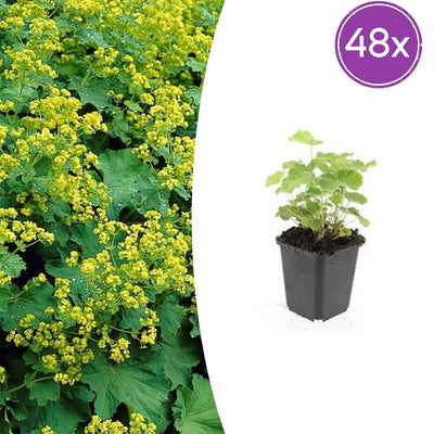 48x Frauenmantel (Alchemilla mollis), 10-25cm hoch, Ø9cm Topf