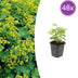 48x Frauenmantel (Alchemilla mollis), 10-25cm hoch, Ø9cm Topf Bild 1