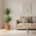 Dracaena Marginata (Ø21cm, ↕95cm) - Exotic Houseplant Bild 3