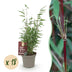 Bamboo Fargesia Red Dragon, 18 plants, 14cm pot, 35cm height Bild 1