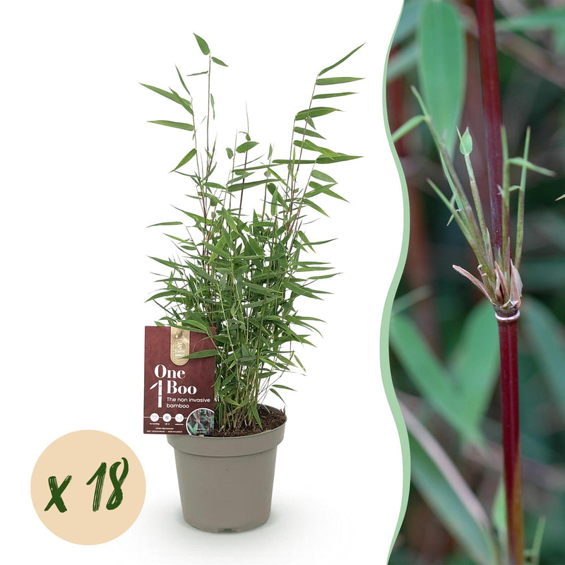 Bamboo Fargesia Red Dragon, 18 plants, 14cm pot, 35cm height
