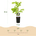 GreenboutiQ Wisteria 'Alba' - Wisteria floribunda, white flowers, 40cm Bild 3