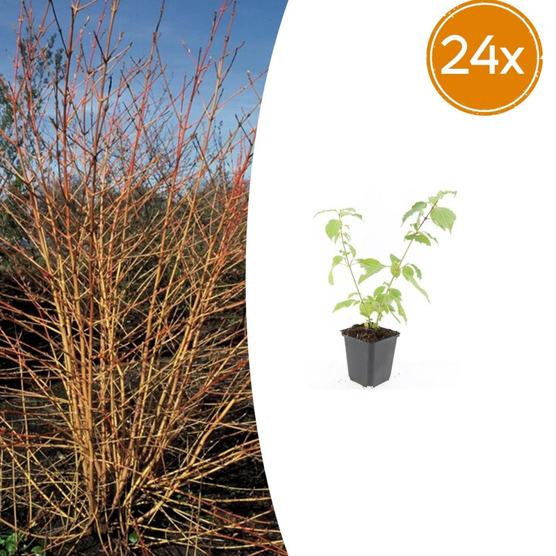 24x Blutweiderich 'Anny's Winter Orange' - 10-25cm - Ø9cm