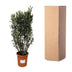 Oleander Busch 'Nerium Oleander' – 180cm, Ø40cm Topf Bild 3