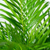Areca-Palme (Dypsis Lutescens) Ø21cm | Höhe 130cm Bild 4
