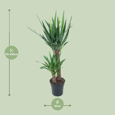 Yucca Elephantipes (Ø21cm, ↕100cm) - Stilvolle pflegeleichte Zimmerpflanze