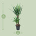 Yucca Elephantipes (Ø21cm, ↕100cm) - Stilvolle pflegeleichte Zimmerpflanze Bild 2