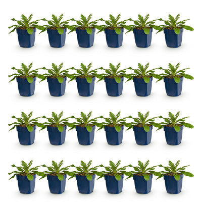 Green boutiQ - Perennial - Scabiosa col. Pink Mist - Pincushion Flower - Bee and Butterfly Attractors - Pink - 24 Plants - Pot 11cm - Height 15-25cm