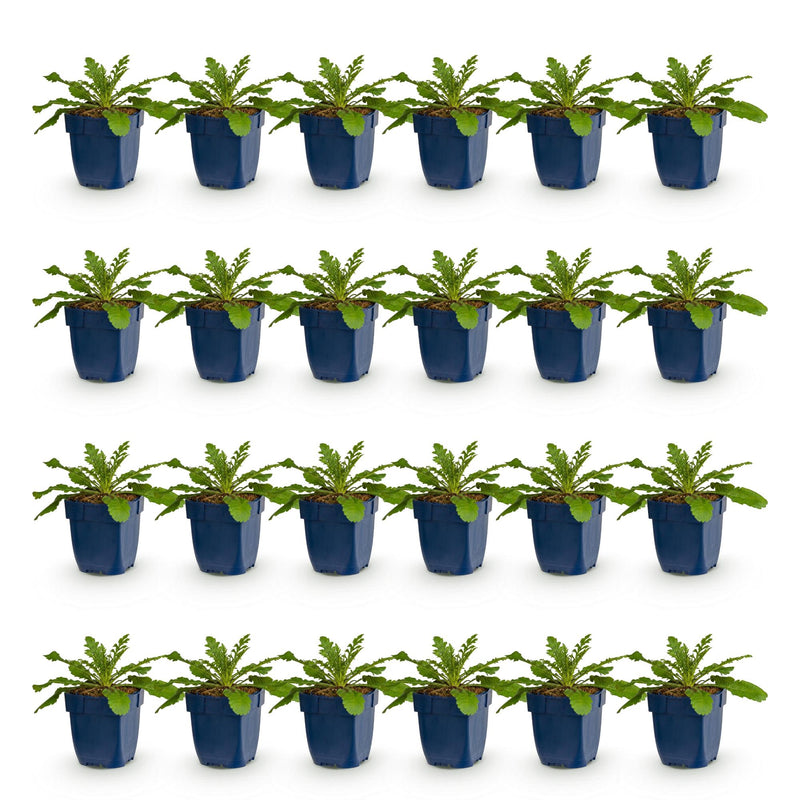 Green boutiQ - Perennial - Scabiosa col. Pink Mist - Scabious - Bee and Butterfly Attractors - Pink - 24 Plants - Pot 11cm - Height 15-25cm