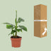 Musa Tropicana Banana Tree, 12cm pot, approx. 27cm height Bild 4