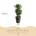GreenboutiQ Buxus Heckenpflanzen, 8er Set, 1m Breite, Immergrün Bild 3