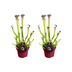 Sarracenia Farnhamii Kannenpflanze - 2 Stück, Ø12cm, ↕40cm Bild 1