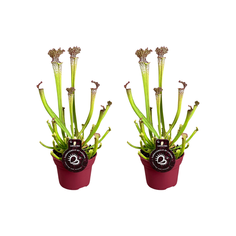 Sarracenia Farnhamii Kannenpflanze - 2 Stück, Ø12cm, ↕40cm