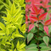 Nandina Duo - Gelb & Rot - Immergrüne Sträucher - 2 Pflanzen Bild 6