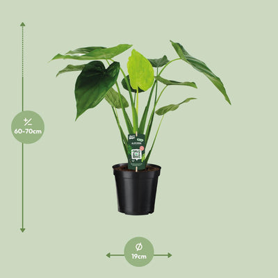Alocasia Cucullata Elefantenohr 55cm Ø19cm Tropenpflanze für Ihr Zuhause