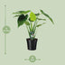 Alocasia Cucullata Elefantenohr 55cm Ø19cm Tropenpflanze für Ihr Zuhause Bild 2