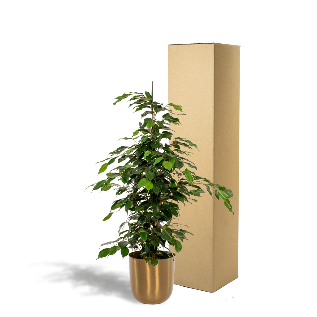 Ficus benjamina Danielle - Ø21cm - ↕95cm + Topf Mayk Gold