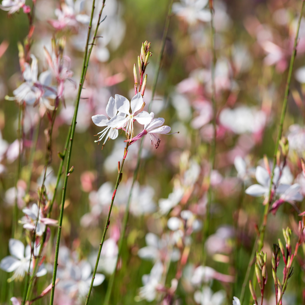 12x Gaura 'Whirling Butterflies' | Prachtkerze, 10-25cm hoch, Ø9cm Topf