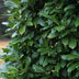 GreenboutiQ Kirschlorbeer 'Caucasica' - 8 Pflanzen für 1m Hecke Bild 6