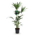 Howea Forsteriana Kentia Palme – Pflegeleicht & Luftreinigend Bild 2