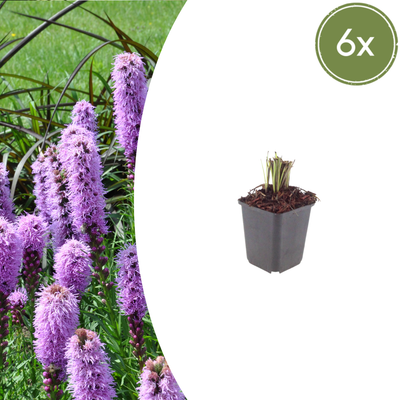 6x Liatris spicata 'Prachtscharte' 10-25cm in Ø9cm Töpfen