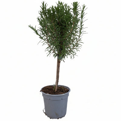 Rosmarinus Officinalis "auf Stamm" - Ø14cm - ↕45cm