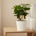 Coffea Arabica Coffee Plant in a Pot – Your Green Indulgence for the Home Bild 3