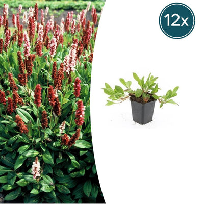 Persicaria aff. 'Darjeeling Red' Staude, 10-25cm, Ø9cm Topf
