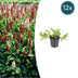 Persicaria aff. 'Darjeeling Red' Staude, 10-25cm, Ø9cm Topf Bild 1